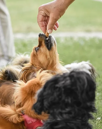 Częstotliwość karmienia psa