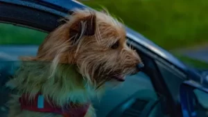 Przewożenie psa w samochodzie